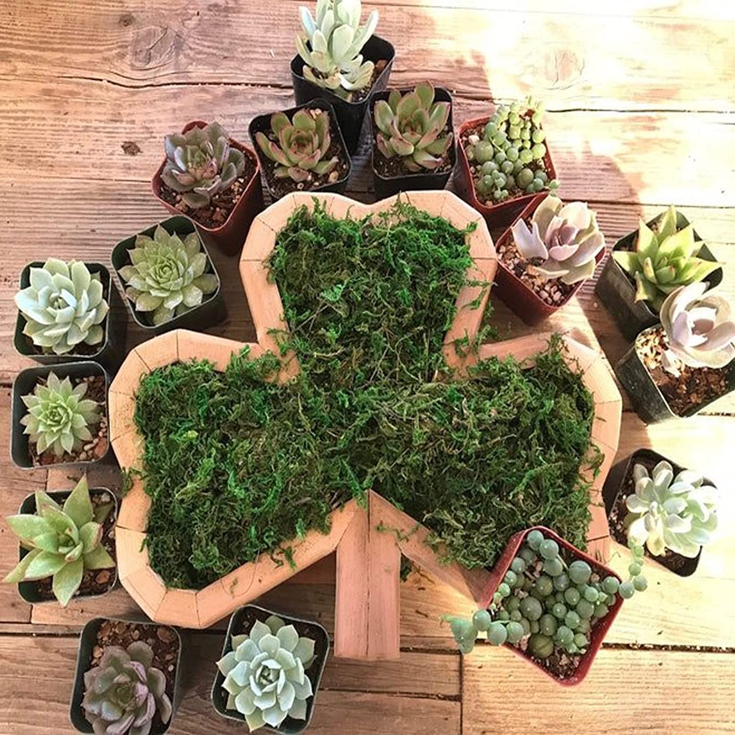 Animal Shaped Garden Arrangement Wooden Box Succulent Planter