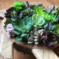 Vertical Succulent Planter Wooden Box Arrangement
